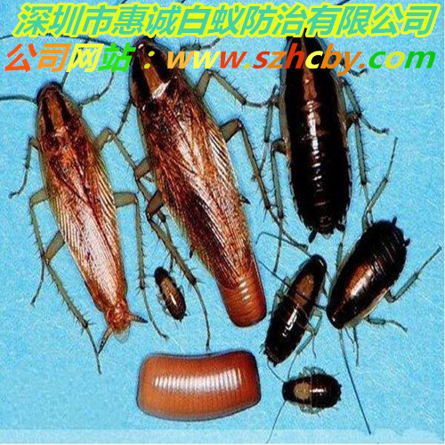 빫˾ôЧ